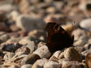 Peacock butterfly (Aglais io) underside on pebbles, Gdansk, Poland