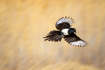 Flying Magpie (Pica pica). Nature background. © Serkan Mutan
