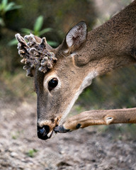 Deer stock photo.Deer head  close-up with a blur background with a funny position scratching its mouth while exposing its head, antlers, ears, eye, mouth, nose, foot, brown fur in its habitat. Picture