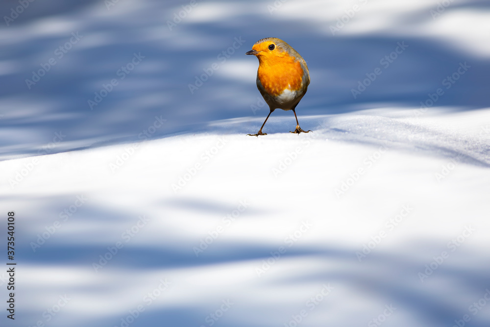 Wall mural winter and cute bird robin. white blue winter nature background. bird: european robin. erithacus rub