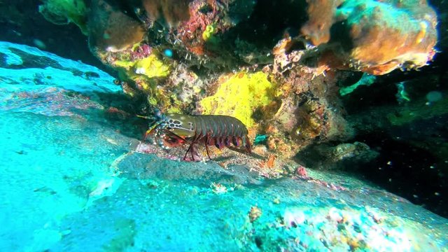 Neugieriger Fangschreckenkrebs bewegt sich
