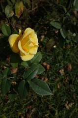 Light Yellow Flower of Rose 'Helmut Schmidt' in Full Bloom
