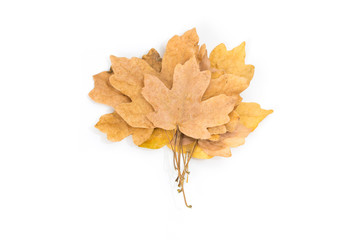 Yellow maple leaf as an autumn symbol. Isolated on white.