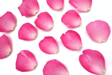 Blurred and softly style a group of sweet pink rose corollas on white isolated background