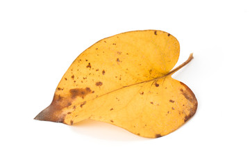 Naklejka premium Yellow maple leaf as an autumn symbol. Isolated on white.
