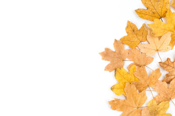 collection of beautiful colorful autumn leaves isolated on white background