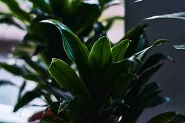 Large beautiful green foliars, decorative, indoor plants in pots opposite at the window.