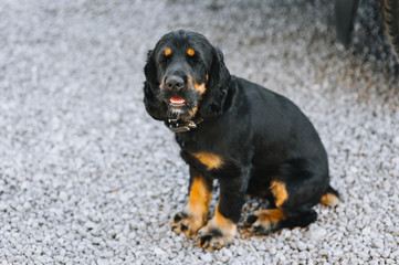 Fototapeta premium A beautiful, black and old spaniel dog sits on the asphalt and falls asleep. A loyal pet.