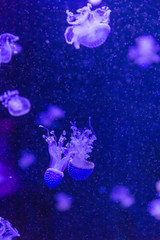 Obraz na płótnie Canvas jelly fish in aquarium