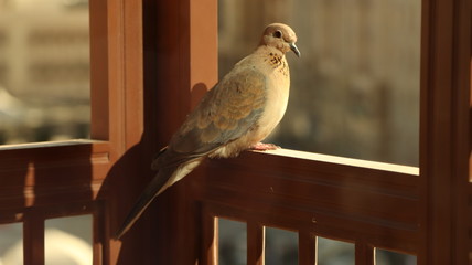 Bird on Window stare