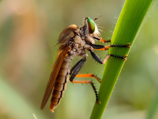 The Asilidae are the robber fly family, also called assassin flies. They are powerfully built, bristly flies with a short, stout proboscis enclosing the sharp, sucking hypopharynx.