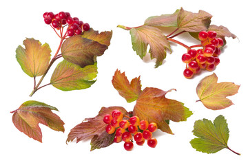 Set of branches of autumn viburnum on white background, isolate.