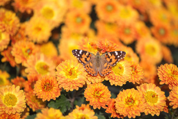 Butterfly Vanessa cardui sits on a chrysanthemum. Chrysanthemum background with a copy of space. Butterfly close-up. Beautiful orange chrysanthemums are blooming in the garden.