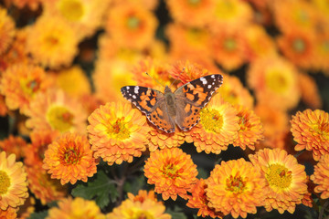 Butterfly Vanessa cardui sits on a chrysanthemum. Chrysanthemum background with a copy of space. Butterfly close-up. Beautiful orange chrysanthemums are blooming in the garden.