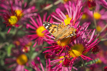 Butterfly Vanessa cardui sits on a chrysanthemum. Chrysanthemum background with a copy of space. Butterfly close-up. Beautiful crimson chrysanthemums are blooming in the garden.