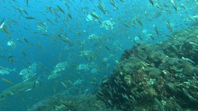 Fisch und Makrelenschwarm