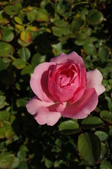 Light Pink Flower of Rose 'History' in Full Bloom
