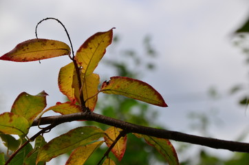 Autumn leaves on the sun and blurred trees . Fall background.