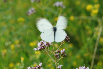 Beautiful white butterfly on a pink flower. Selective focus. Sunny summer day