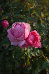 Light Pink Flower of Rose 'History' in Full Bloom
