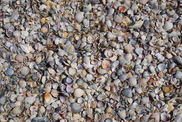Background Of Seashells