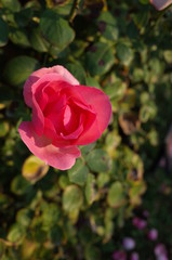 Light Pink Flower of Rose 'History' in Full Bloom
