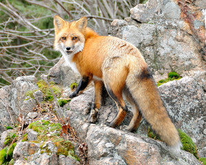 Fox stock photos. Image. Picture. Portrait. Red fox in forest standing on a rock with moss.