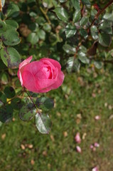 Light Pink Flower of Rose 'History' in Full Bloom
