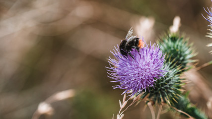 Bumblebee harvesting pollen on a purple thistle