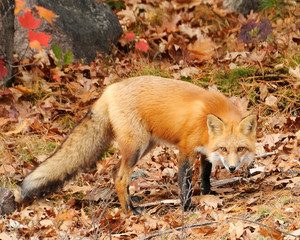 Fox Red Fox animal Stock Photo.  Fox Red fox animal on a in the forest background. Autumn season leaves background and foreground.  Portrait. Picture. Image. Photo.