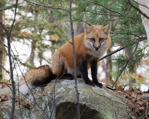 Fox Red Fox Stock Photo.  Fox sitting on a rock in the forest. Picture. Portrait. Image. Forest background. Fox bushy tail.