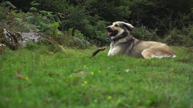 perro jugando con palo en prado