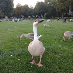 Goose and Duck swim in water and feed on grass