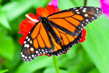Monarch Butterfly On A Red Flower