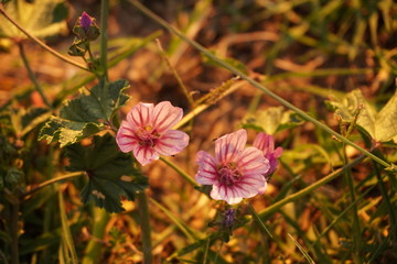 pink flower in the garden