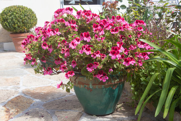 Pink geranium plant in a flowerpot during summer