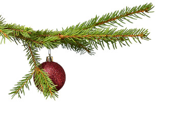 A red Christmas ball hangs on a spruce branch isolated on a white background. Holiday concept. Copy space