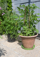 Tomato plants growing in a flowerpot in a garden