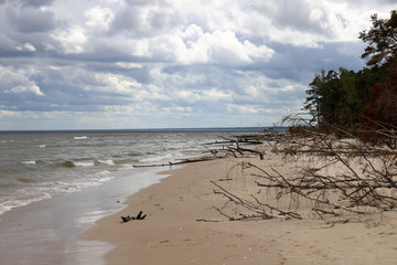 Wild sea shore with fallen trees