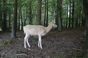 Leierhirsch