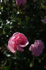 Light Pink Flower of Rose 'Home & Garden' in Full Bloom
