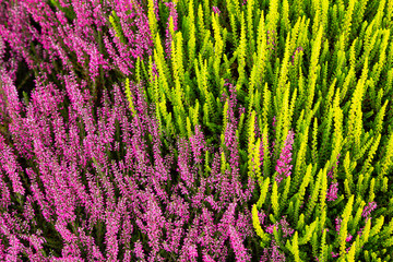 Background created by green and purple heathers