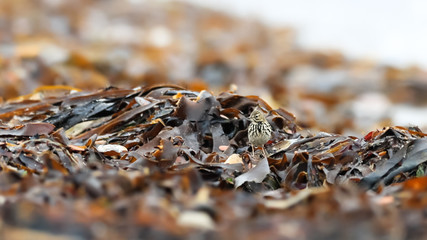 A beautiful unusual scene. A meadow bird is looking for food between seaweed on the island coast, about 60 km form nearest meadow. Helgoland coast, spring time. Meadow pipit , Anthus pratensis.