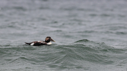 Fototapeta premium Duck on the North sea. Moody, dynamic, close-up photo. Eider in stormy waves. Common eider, Somateria mollisima.