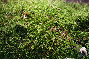 moss selaginella kraussiana (kunze) a. braun grows in the forest