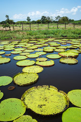 water lily lake on the amazon brazil