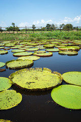 water lily lake on the amazon brazil