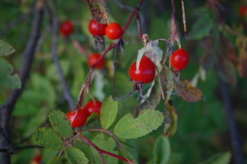 Bright red dog rose hips on a branch close-up. Wild rosehips in nature.