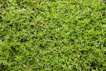 green leafs background garden vegetal texture pattern 