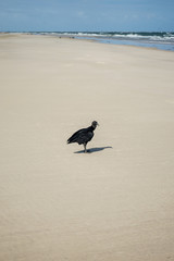 vulture on the beach